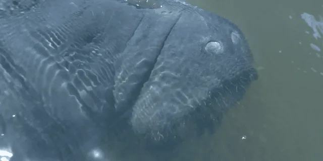 Cocoa Beach Dolphin and Manatee Kayak Tour - Image 6