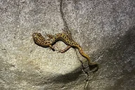 Bryant Mountain Wild Cave Adventure Tour thumbnail 5