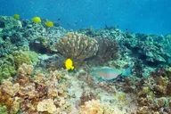Maui Snorkel Adventure: Molokini Crater and Turtle Stop thumbnail 6