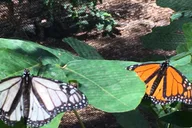 Maui Butterfly Farm Tour thumbnail 4