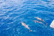 Maui Dolphin Watching Boat Trip with Lunch thumbnail 6