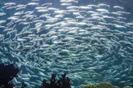Tampa Florida Aquarium General Admission thumbnail 5