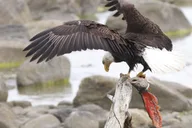 Skagway Chilkoot Lake Nature and Wildlife Viewing 6.5 hr thumbnail 4