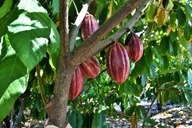 Holualoa Farm Tour: Coffee and Chocolate Experience thumbnail 5