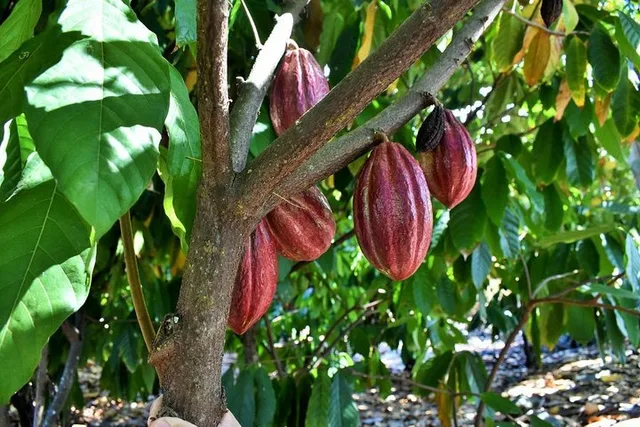 Holualoa Farm Tour: Coffee and Chocolate Experience - Image 5