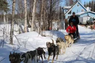 Willow Dog Sledding Adventure thumbnail 5