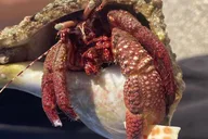 Marco Island Wildlife Sightseeing and Shelling Tour 2 hr thumbnail 6