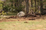 Yellowstone Wildlife and Scenic Sites Tour thumbnail 5