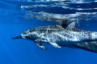 Hawaii Private Custom Charter thumbnail 2