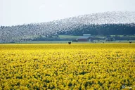 Skagit Valley Tulip Festival Tour thumbnail 3