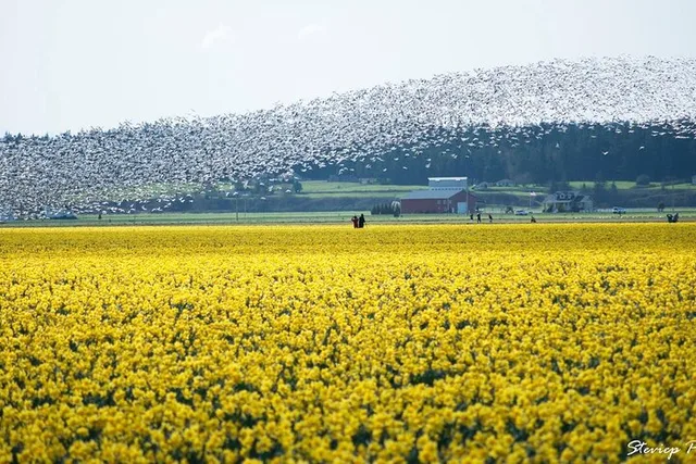 Skagit Valley Tulip Festival Tour - Image 3