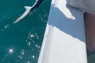 Sarasota Fishing Tour with Master Captain Bill thumbnail 4