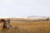 Rapid City Badlands National Park Day Tour thumbnail 1