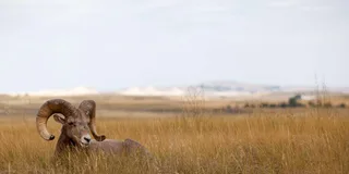 Rapid City Badlands National Park Day Tour