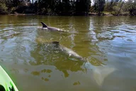 Merritt Island Manatee and Dolphin Kayak Tour thumbnail 3