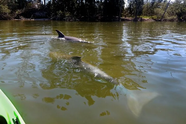 Merritt Island Manatee and Dolphin Kayak Tour - Image 3