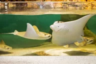 Boston New England Aquarium Admission thumbnail 4