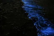 Cocoa Beach Bioluminescent Pontoon Cruise thumbnail 1
