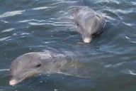 St. Pete Beach Dolphin Tour thumbnail 1