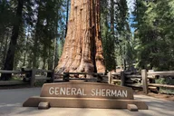 Los Angeles Sequoia and Kings Canyon Private Tour thumbnail 1