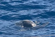 Oahu Snorkel Tour with Yacht Cruise thumbnail 6