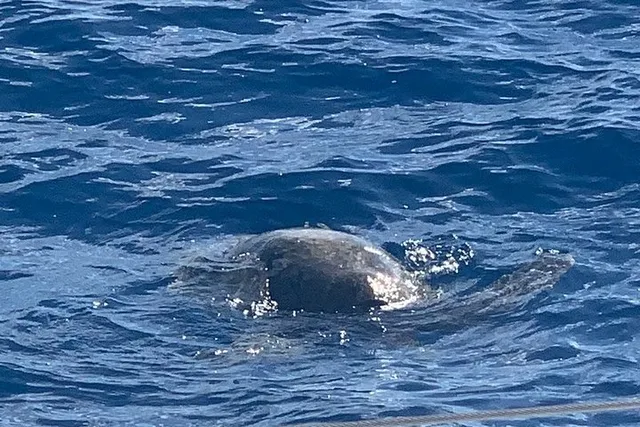 Oahu Snorkel Tour with Yacht Cruise - Image 6