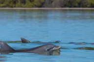 Savannah Dolphin Eco Tour thumbnail 4
