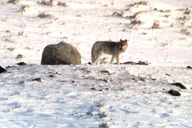 Yellowstone Wolf and Wildlife Watching Day Tour thumbnail 3