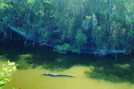 Everglades Safari-Style Jeep Tour thumbnail 5