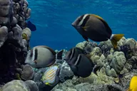 Kealakekua Bay Snorkel and Dolphin Watch thumbnail 4