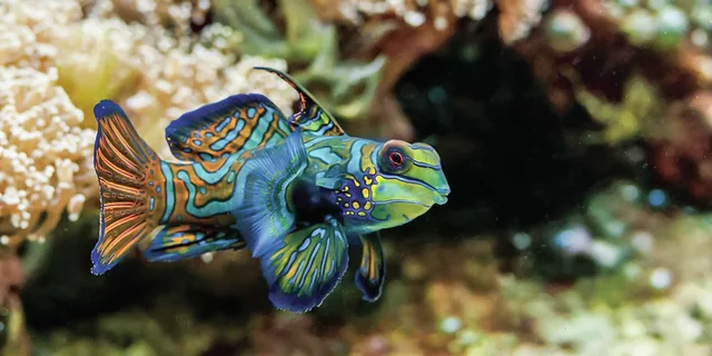 Boston New England Aquarium Admission - Image 2