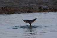 Charleston Dolphin Viewing Boat Tour thumbnail 2
