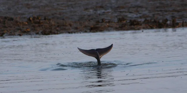 Charleston Dolphin Viewing Boat Tour - Image 2