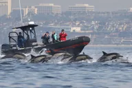 Newport Beach Whale Watching Adventure thumbnail 1