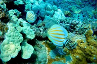 Maui Snorkel Tour with Marine Biologist thumbnail 3