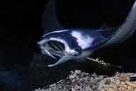 Kailua-Kona Manta Ray Snorkel Tour thumbnail 1