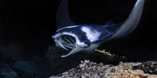 Kailua-Kona Manta Ray Snorkel Tour