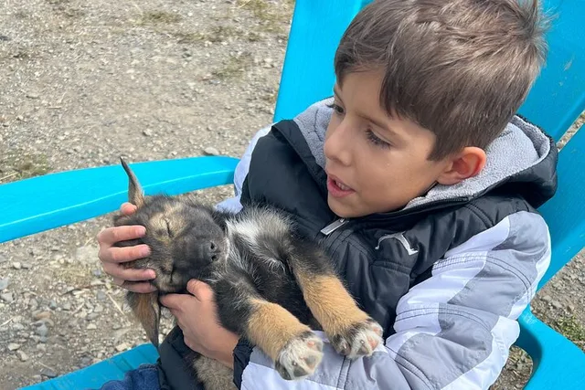 Skagway Yukon Dog Mushing Adventure Full-Day Tour - Image 3