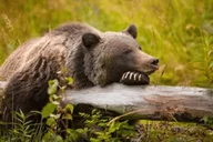 Jackson Grand Teton Wildlife and Scenery Tour 8 hr thumbnail 3
