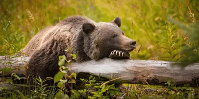 Jackson Grand Teton Wildlife and Scenery Tour 8 hr - Image 3