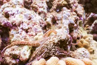 Maui Snorkeling Adventure to Molokini and Turtle Town thumbnail 5