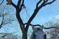 New York City Central Park Horse-Drawn Carriage Tour thumbnail 2