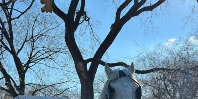 New York City Central Park Horse-Drawn Carriage Tour - Image 2