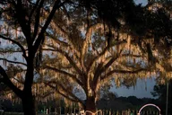 Charleston Holiday Festival of Lights Tour thumbnail 2