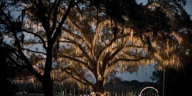Charleston Holiday Festival of Lights Tour - Image 2