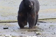 Ketchikan Private Tour with Totems and Wildlife thumbnail 1