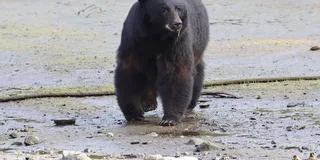 Ketchikan Private Tour with Totems and Wildlife