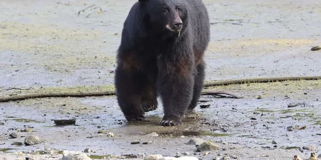 Ketchikan Private Tour with Totems and Wildlife - Image 1