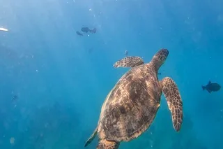 Honolulu Snorkeling Tour at Turtle Canyon 3 hr