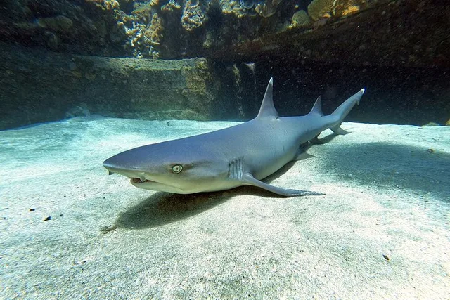 Maui Scuba Diving Experience - Image 5